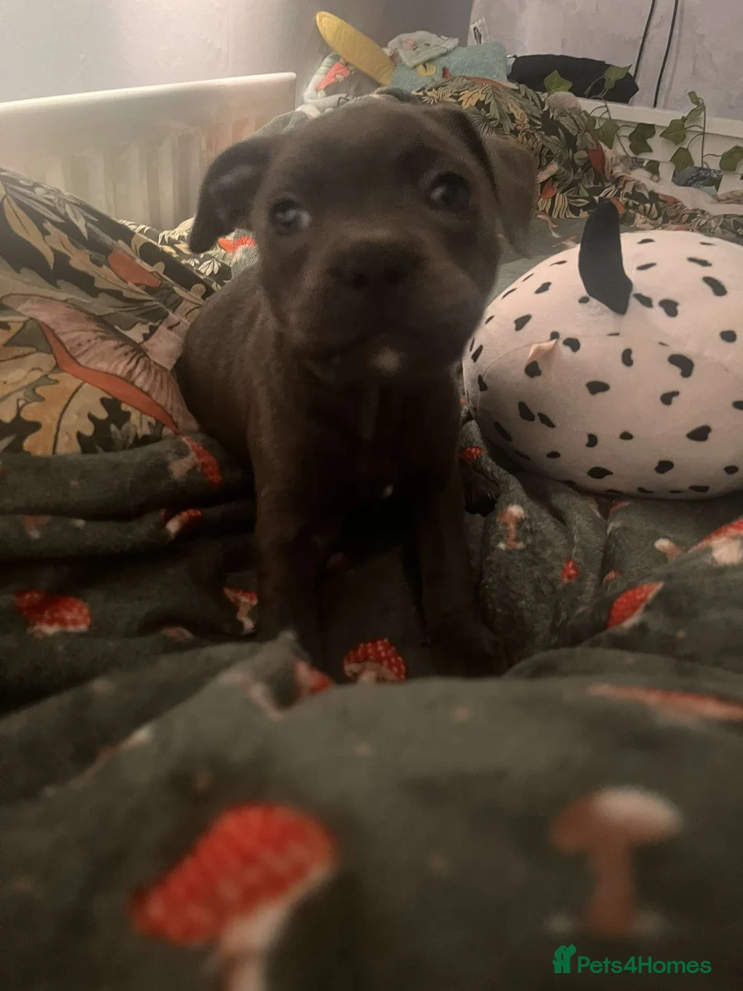 Staffordshire Bull Terrier dogs for sale: Male Blue staffy Troy - Advert 33