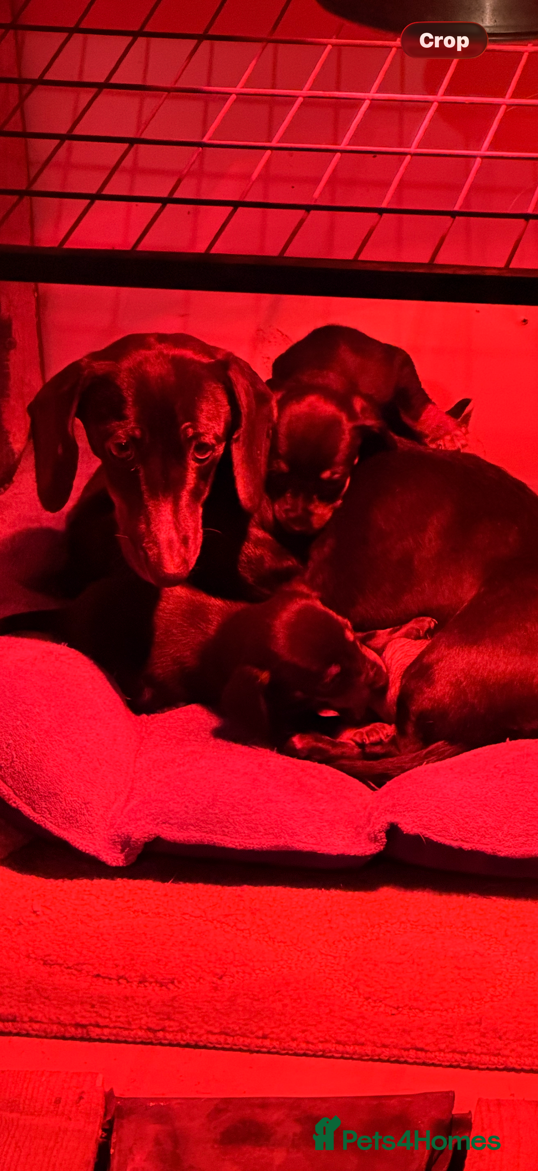 Mixed Breed dogs for sale: Docker puppies for sale  - Advert 8