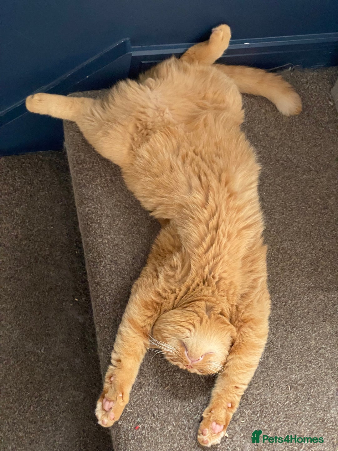 British Shorthair cats for sale: Re homing this Beautiful Boy - Image 16