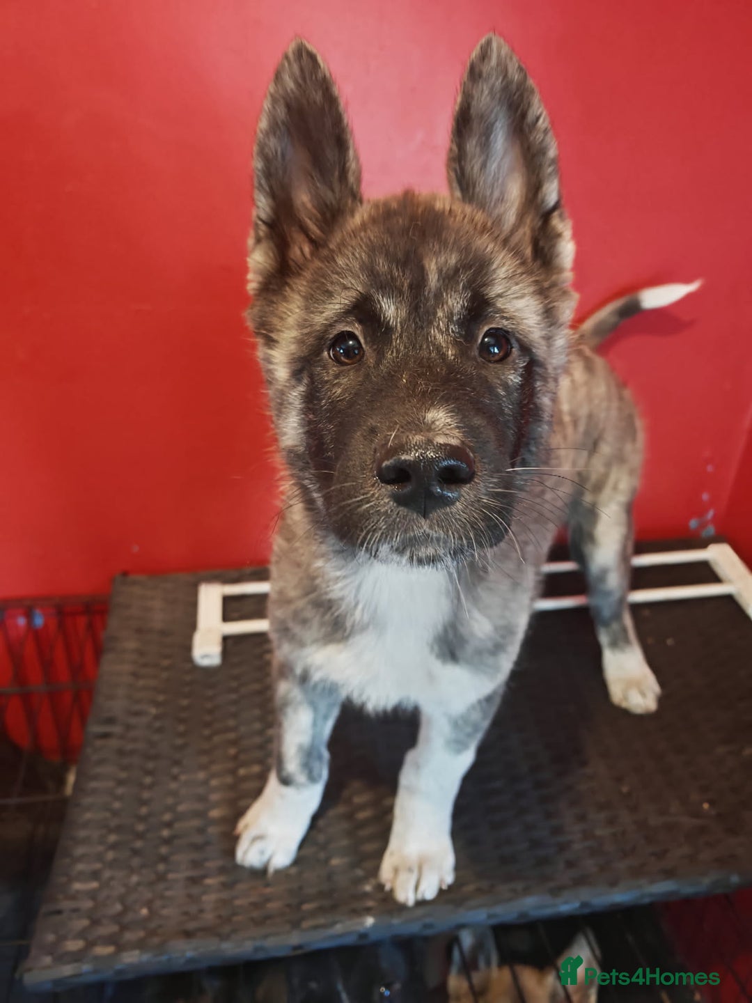 Akita dogs for sale: Akita puppy's ready now - Image 18
