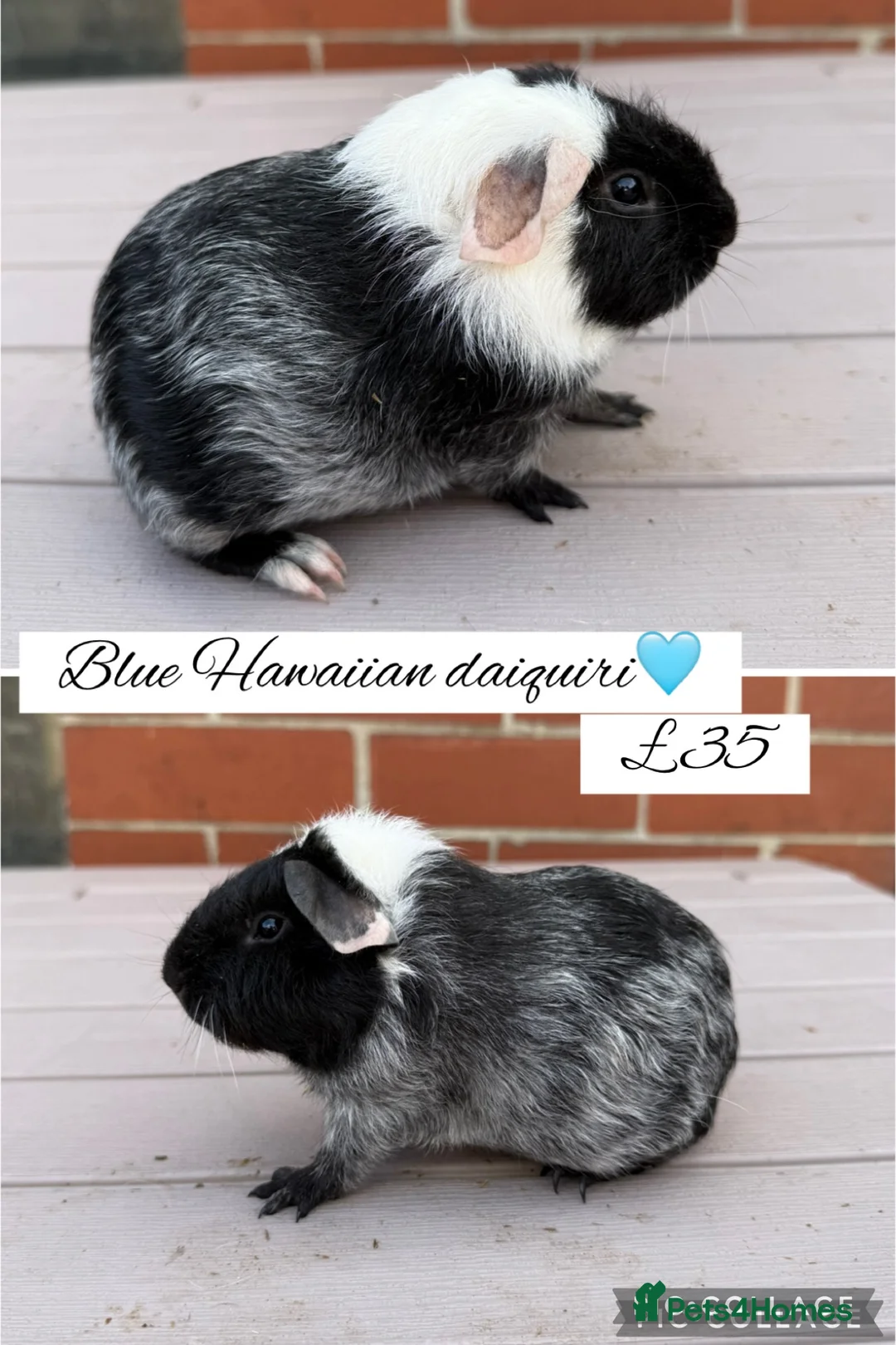 Guinea Pig rodents for sale: Pedigree guinea pigs  - Advert 14