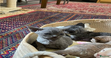 Devon Rex cats - Advert 5