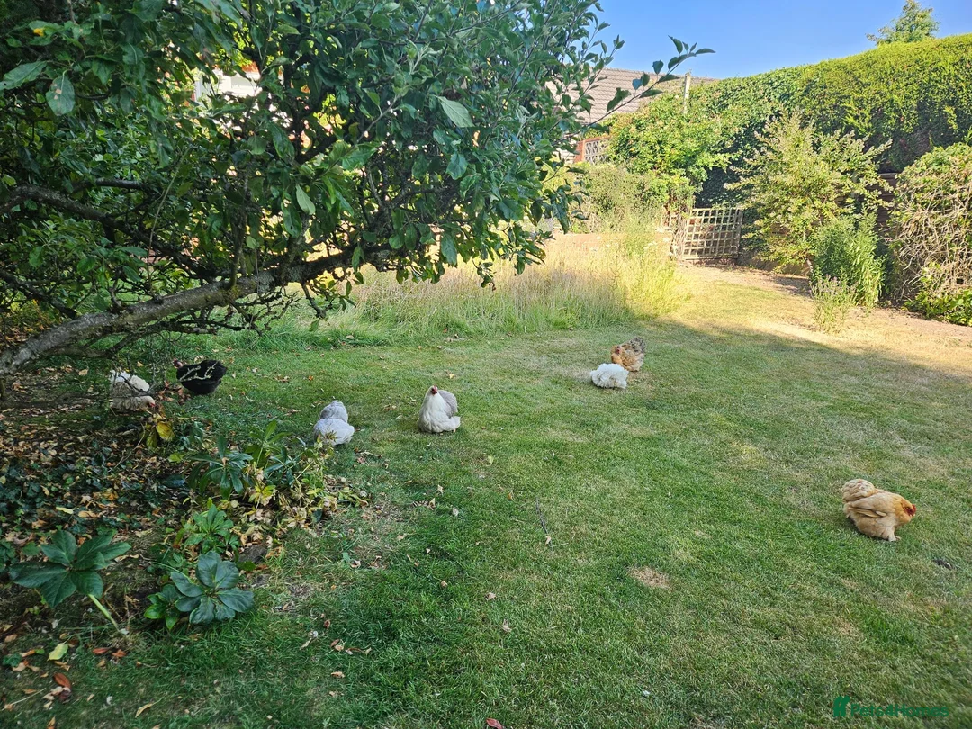 Chickens poultry for sale: FREE Pekin/Pekin-cross Bantam Hens for rehoming in Malvern - Advert 2