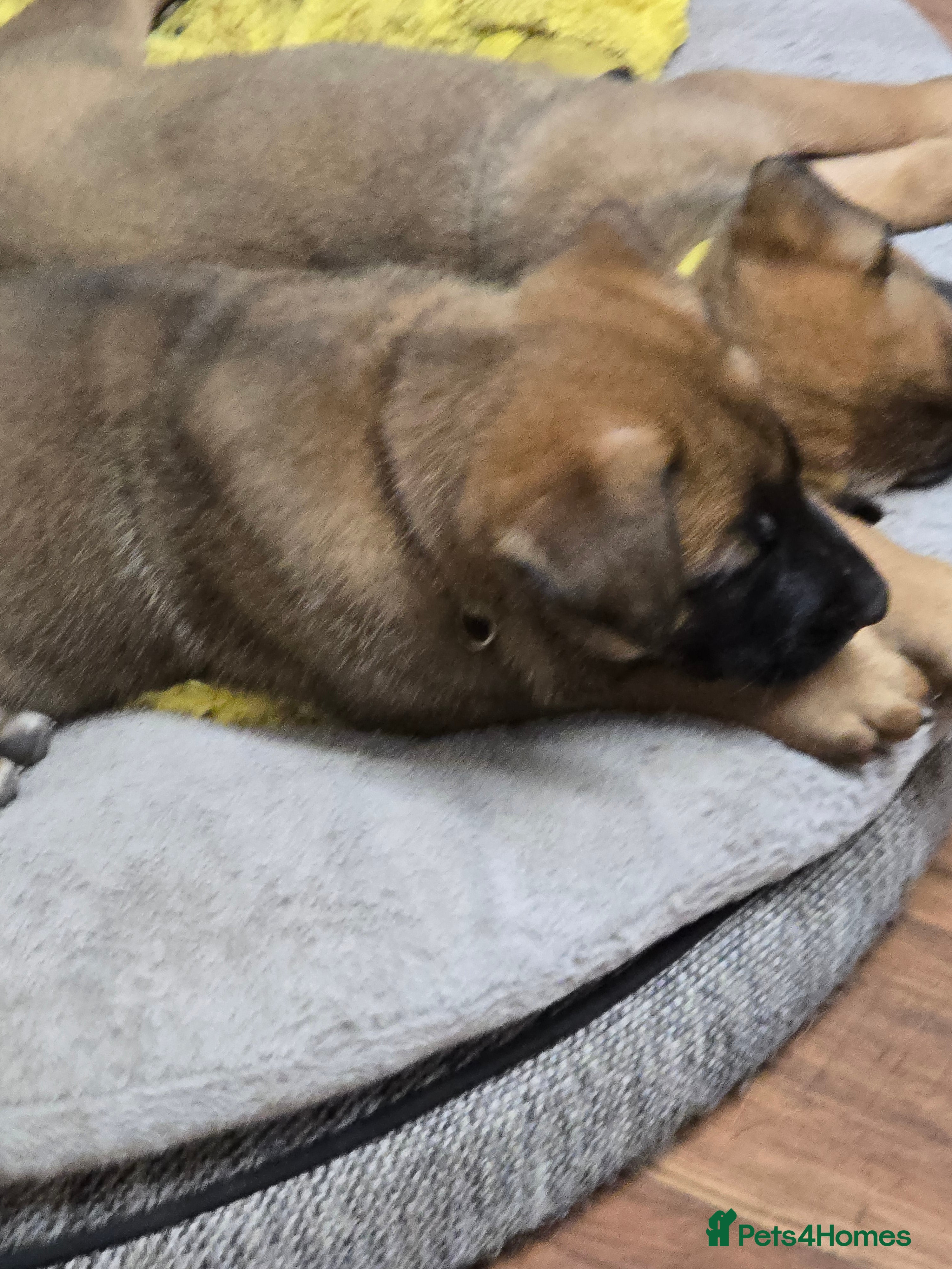 Belgian Shepherd Dog dogs for sale: Belgian Malinois Puppies for Sale (Working Line) - Advert 3