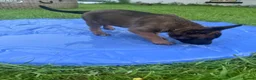Belgian Shepherd Dog dogs for sale: !!1 LEFT!!Belgian malinios puppy - Advert 10