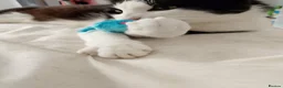 Domestic Shorthair cats for sale: Adorable Jake - Advert 9