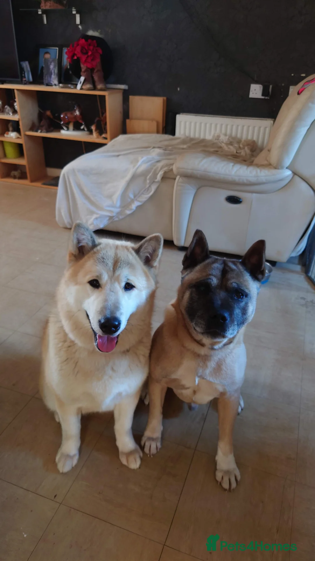 Mixed Breed dogs for sale: Akita/malamute mix in Tonbridge - Advert 2