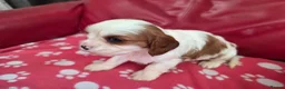 Mixed Breed dogs for sale: Cavapoo f1b - Advert 8