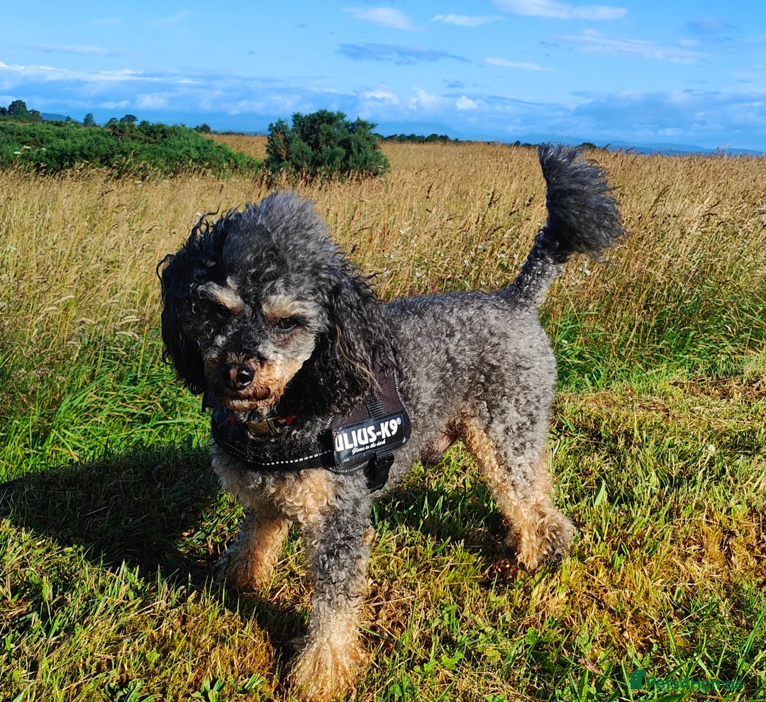 Toy Poodle dogs for stud: Phantom Toy poodle - Advert 3