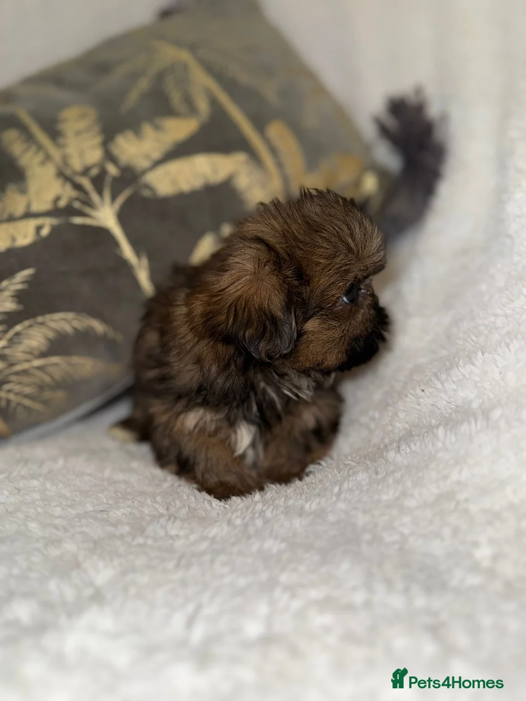 Shih Tzu dogs for sale: 🩷 Stunning Tiny KC Shih Tzu Puppies 💙 - Advert 7