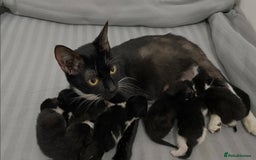 Mixed Breed cats for sale: Milo Needs a new home asap £25 - Image 4