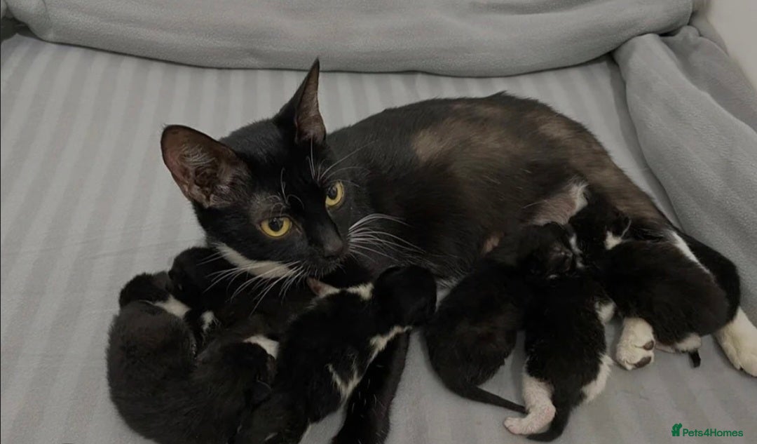 Mixed Breed cats for sale: Milo Needs a new home asap £25 - Image 4