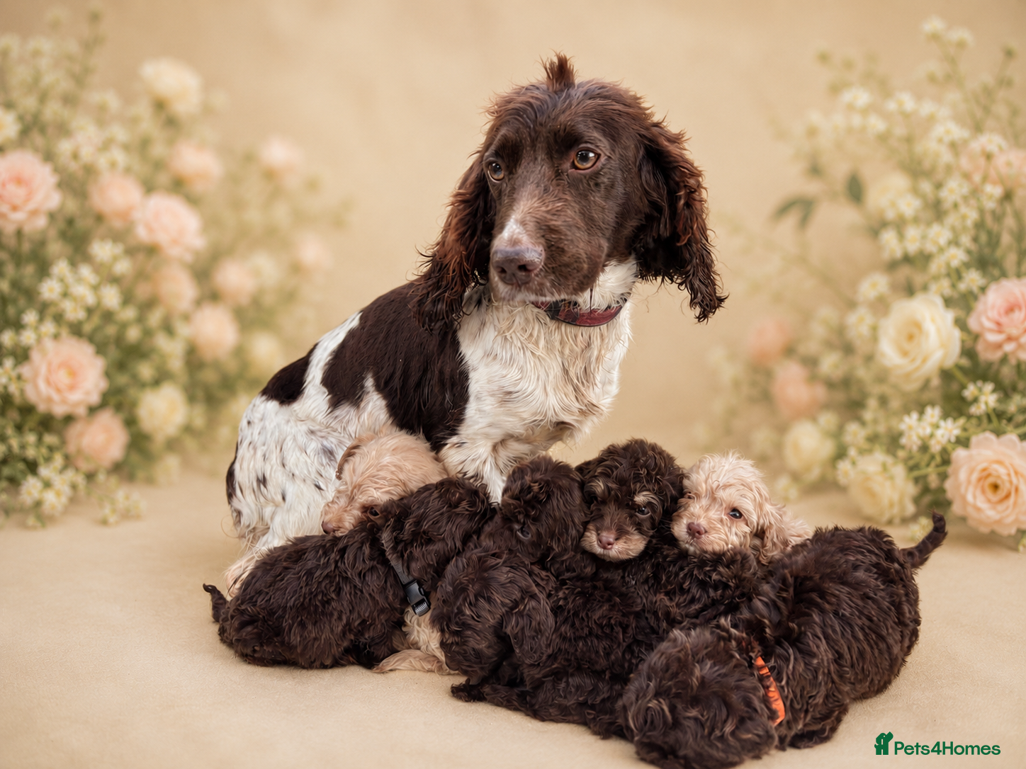 Cockapoo dogs for sale: 💓💙OUTSTANDING COCKAPOOS💙💓 - Advert 10
