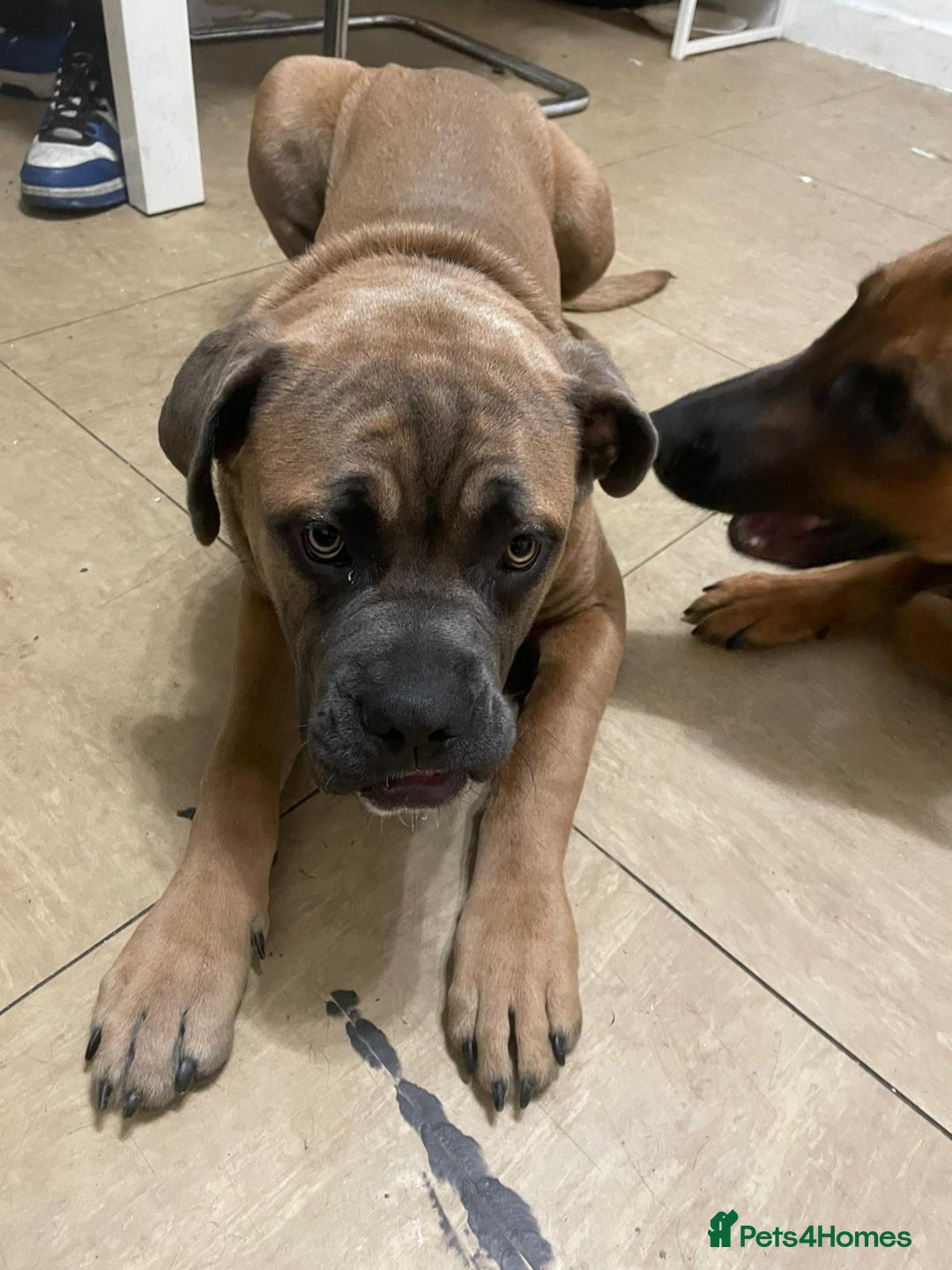 Mixed Breed dogs for sale: Cane corso x american bulldog pup - Image 2