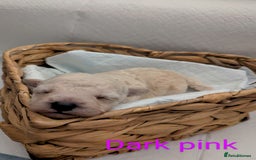 Poochon dogs for sale: Apricot poochons puppies  - Image 8