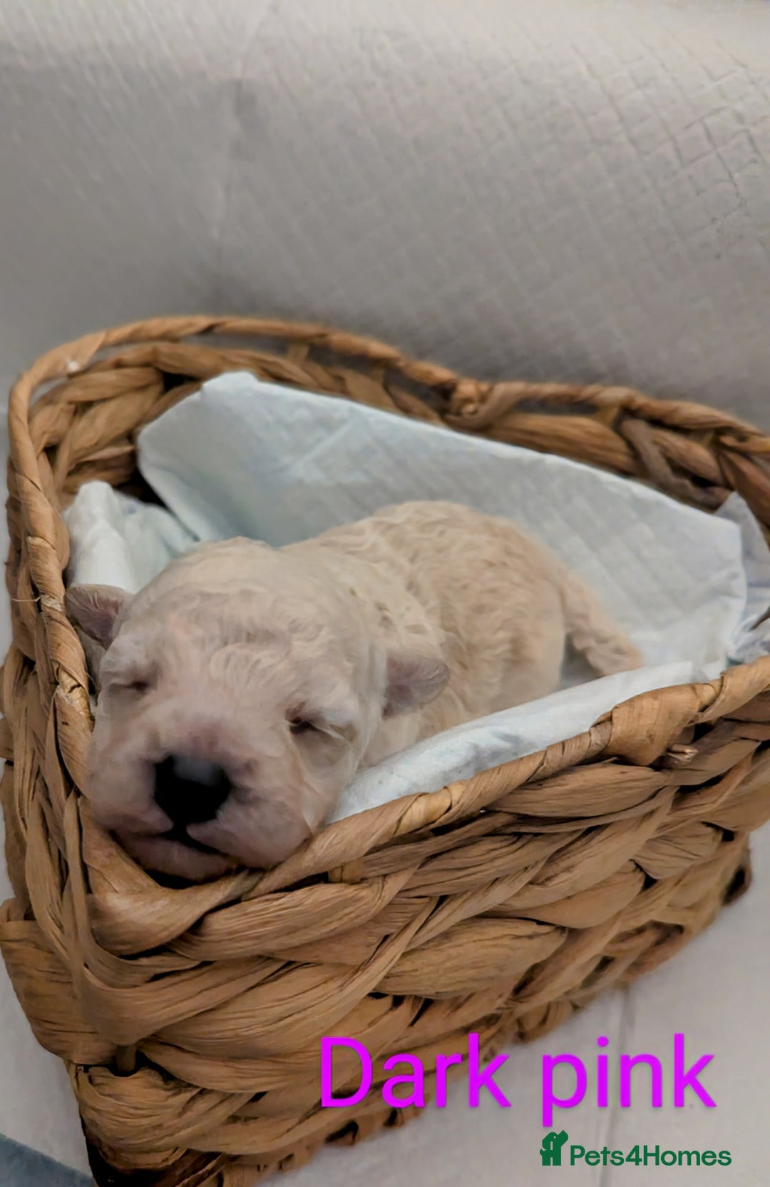 Poochon dogs for sale: Apricot poochons puppies  - Image 8