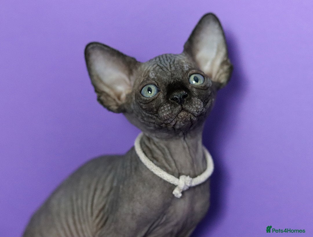 Sphynx cats for sale: Sphynx Black Solid Girls  - Advert 25