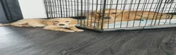 Golden Retriever dogs for sale: Beautiful golden retiver boy - Advert 4