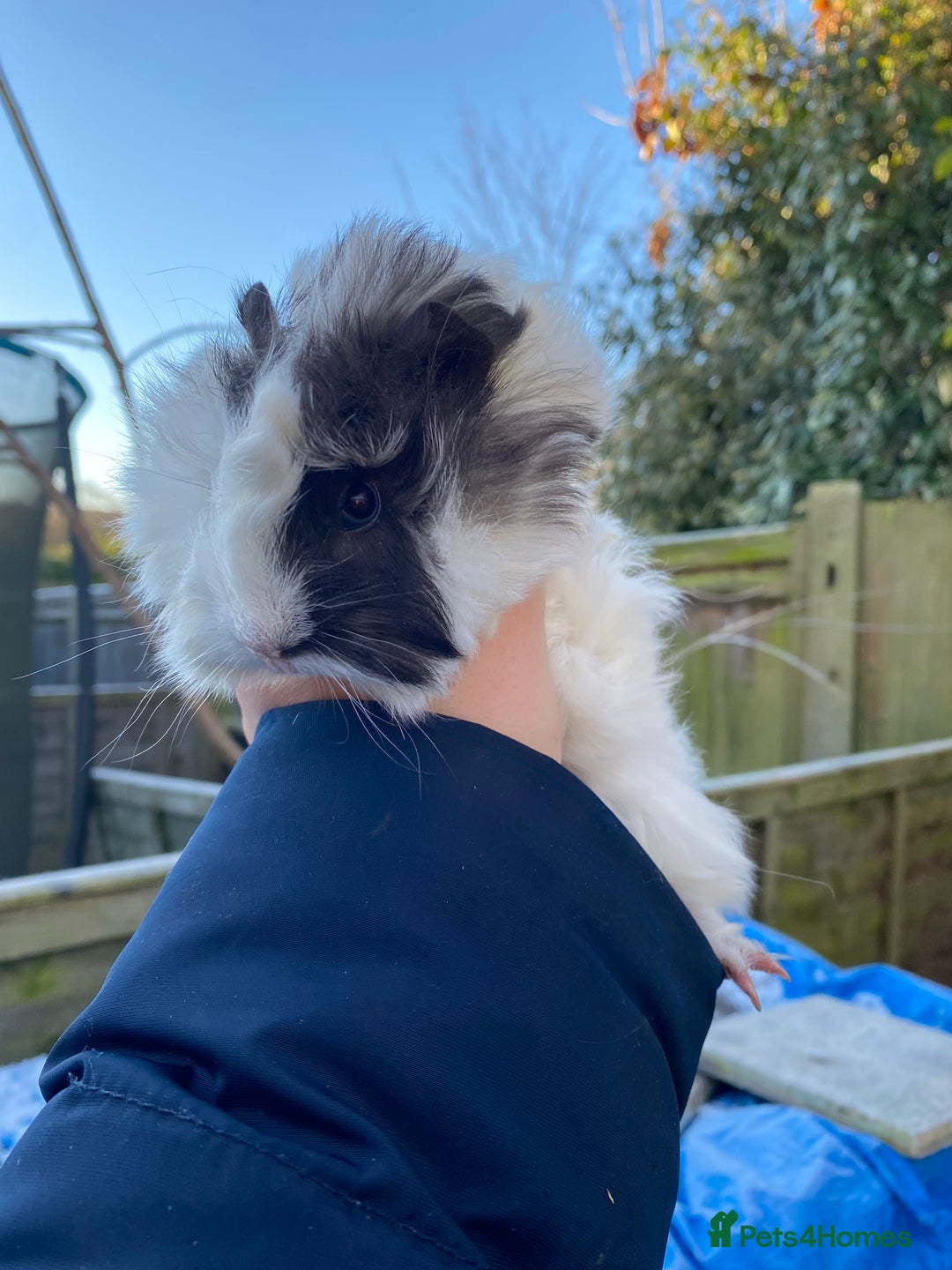 Guinea Pig rodents for sale: Last 1! Peruvian cross baby guinapigs long haired - Advert 1