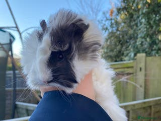 Guinea Pig rodents Last 1! Peruvian cross baby guinapigs long haired - Advert 2