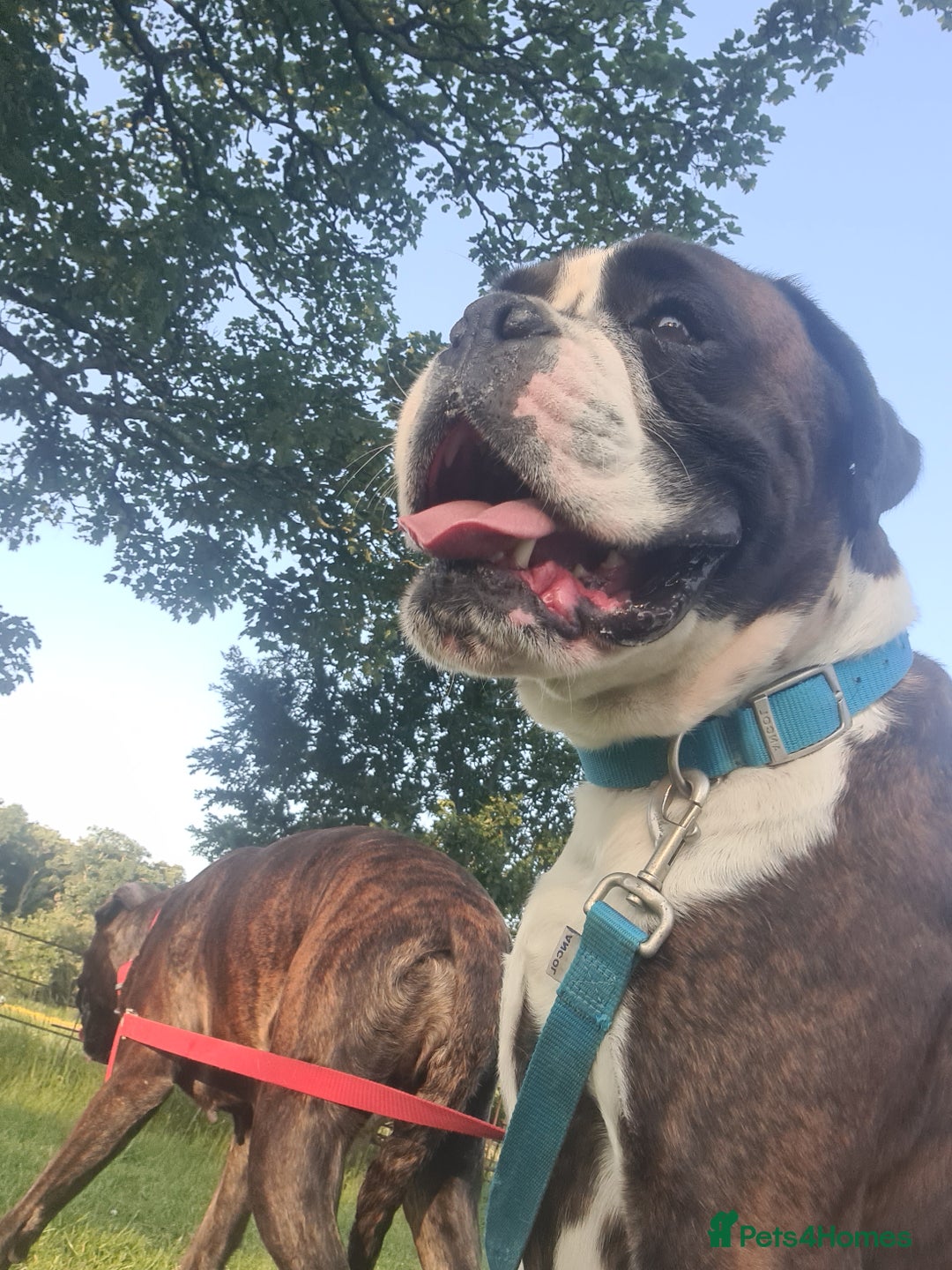 Boxer dogs for stud: New UK. Boxer Champion Bloodlines   - Image 3