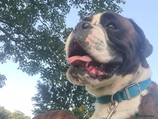 Boxer dogs - Advert 2