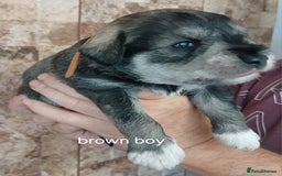 Miniature Schnauzer dogs for sale: Beautiful miniature shnauzers  - Image 15