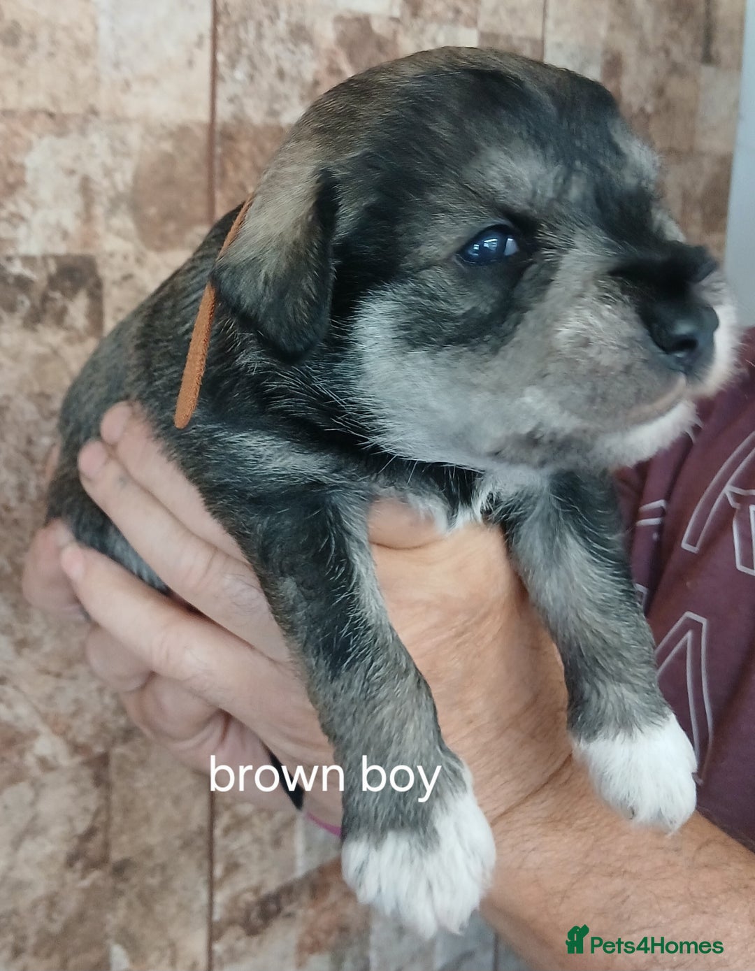 Miniature Schnauzer dogs for sale: Beautiful miniature shnauzers  - Image 15