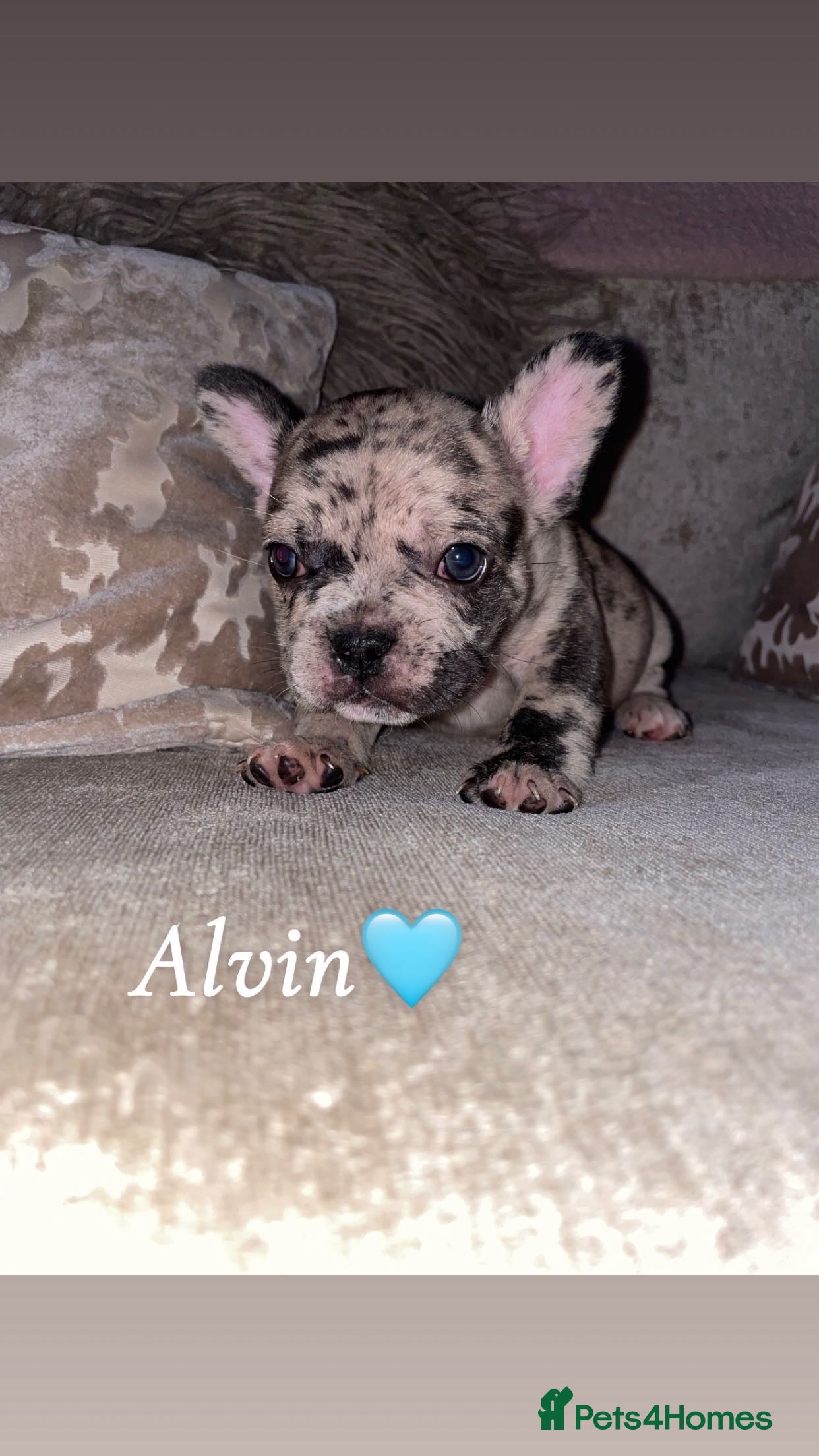 French Bulldog dogs French bulldogs for sale  - Advert 9