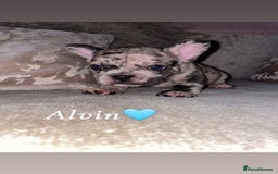 French Bulldog dogs for sale: French bulldogs for sale  - Image 2