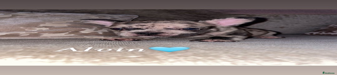 French Bulldog Puppy 1