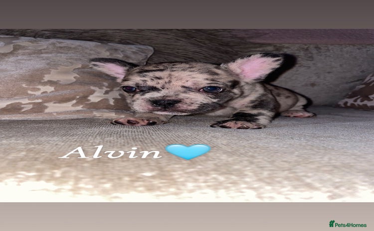 French Bulldog dogs - Advert 9