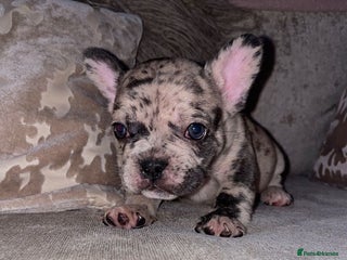 French Bulldog dogs - Advert 21