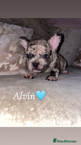 French Bulldog dogs - Advert 9