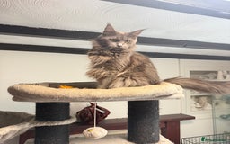 Maine Coon cats for sale:  Maine Coon Kittens Looking for Loving Homes 🐾 - Image 14