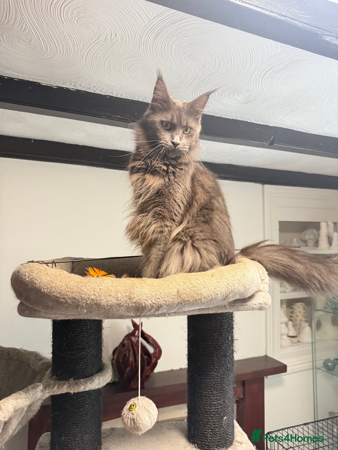 Maine Coon cats for sale:  Maine Coon Kittens Looking for Loving Homes 🐾 - Image 14