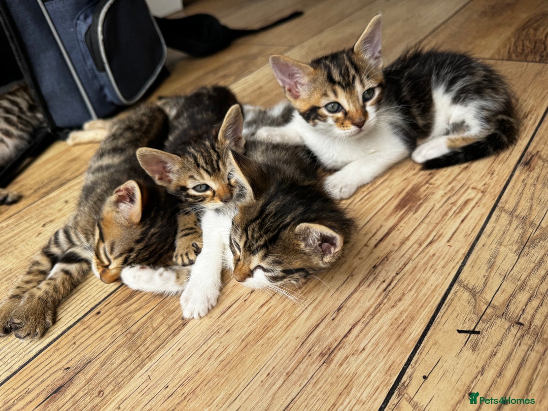 Bengal cats for sale: Mixed Bengal x Tabby - Image 12