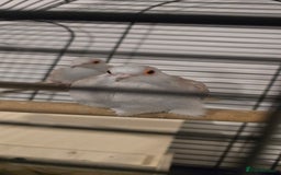 Doves birds for sale: Dimond doves  - Advert 2