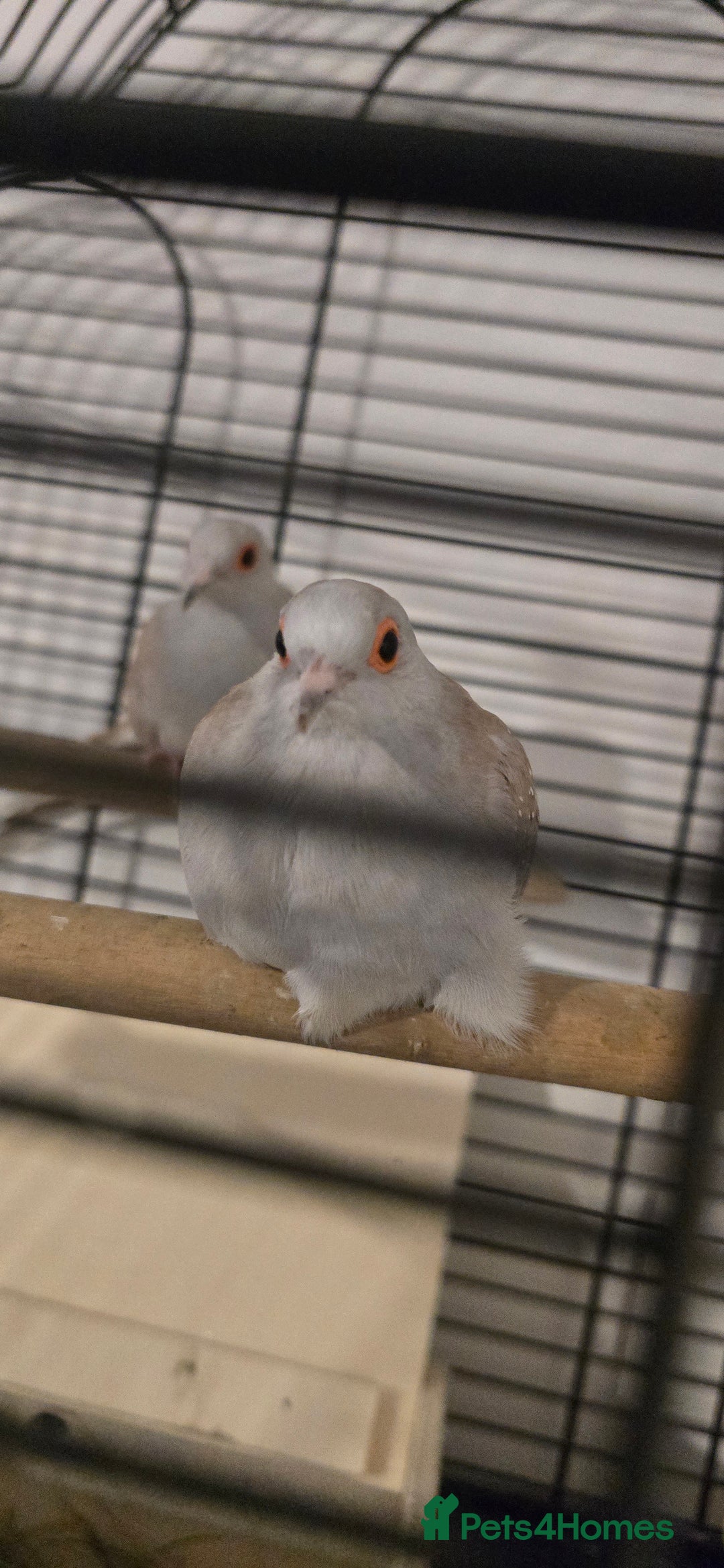 Doves birds for sale: Dimond doves  - Advert 2