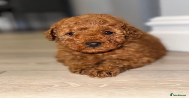 Toy Poodle dogs - Advert 10