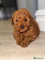 Toy Poodle dogs - Advert 16