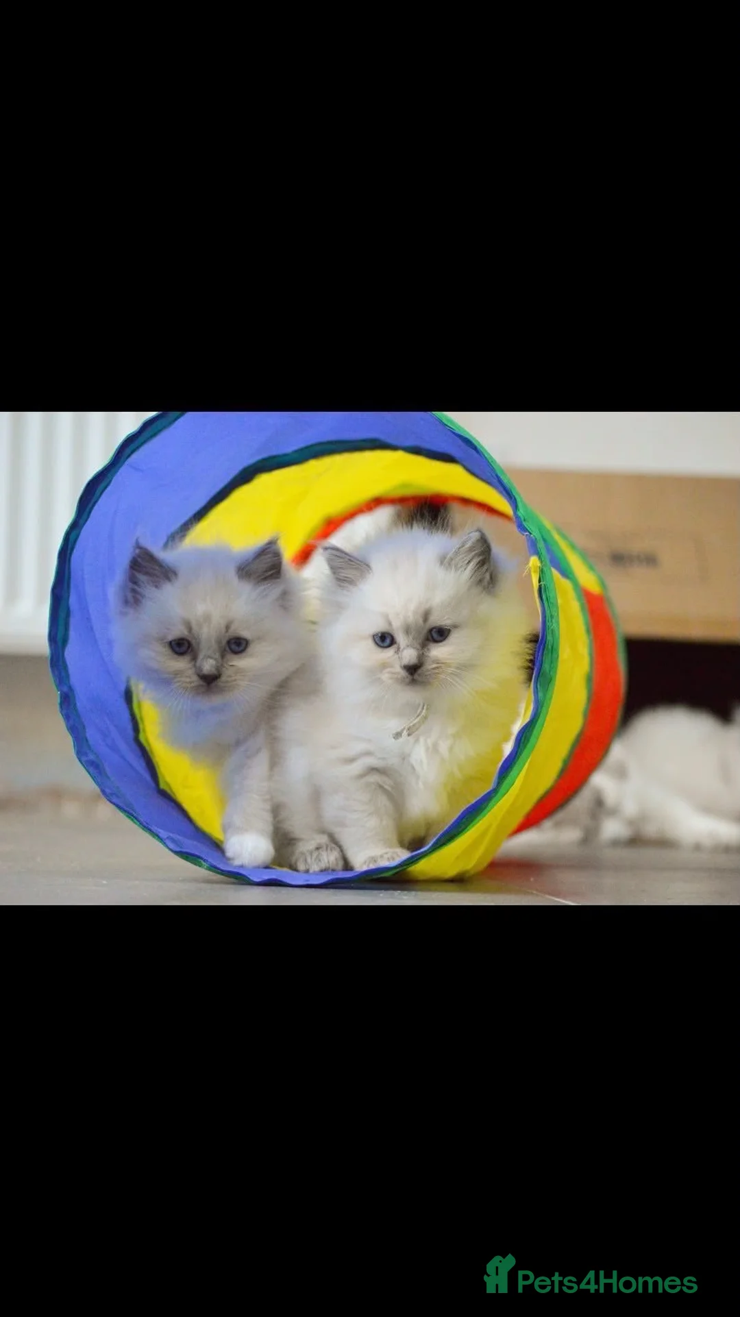 Ragdoll cats for sale: Blue Ragdoll Kittens parents health tested  - Advert 1