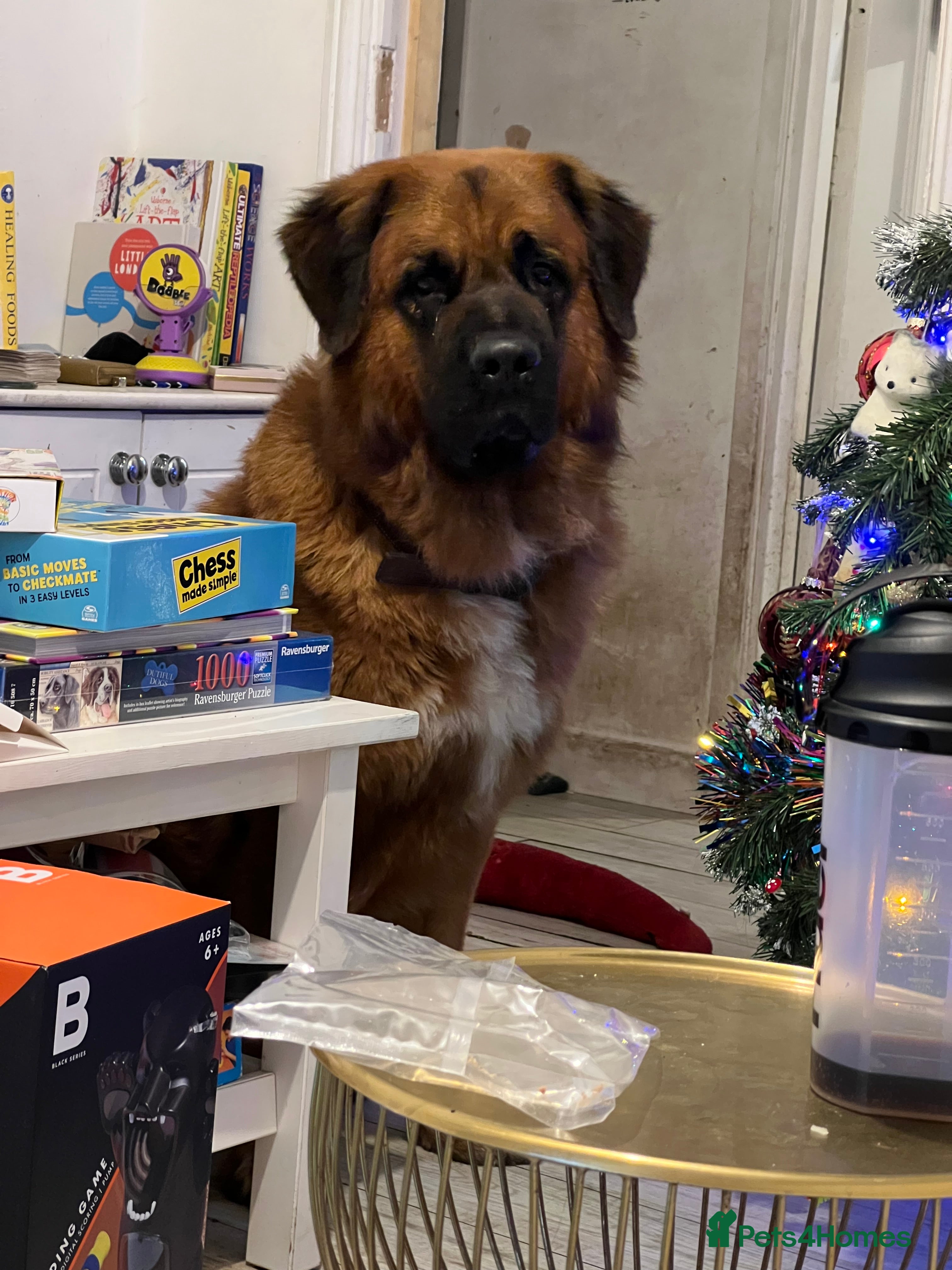 Mixed Breed dogs Saint Bernard x German Shepherd  in London - Advert 1