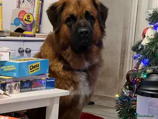 Mixed Breed dogs Saint Bernard x German Shepherd in London - Advert 1