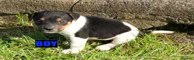 Jack Russell 7