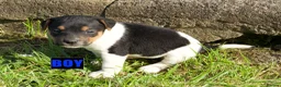Jack Russell dogs for sale: Jack Russell Puppies for sale - Advert 8
