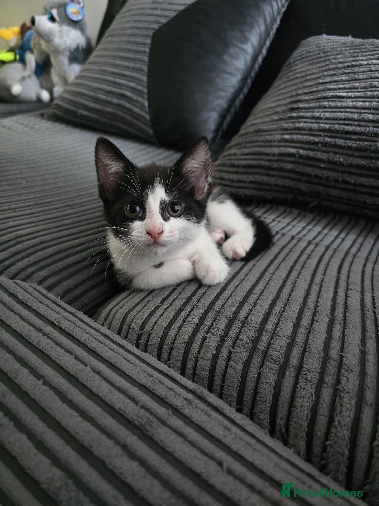 Domestic Shorthair cats Playful kittens - Advert 16
