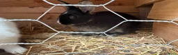 Mixed Breed rabbits for sale: Beautiful baby rabbits - Advert 3