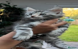 Maine Coon cats for sale: Silver Tortie Tabby Girl Maine Coon Kitten  in Northwich - Image 2
