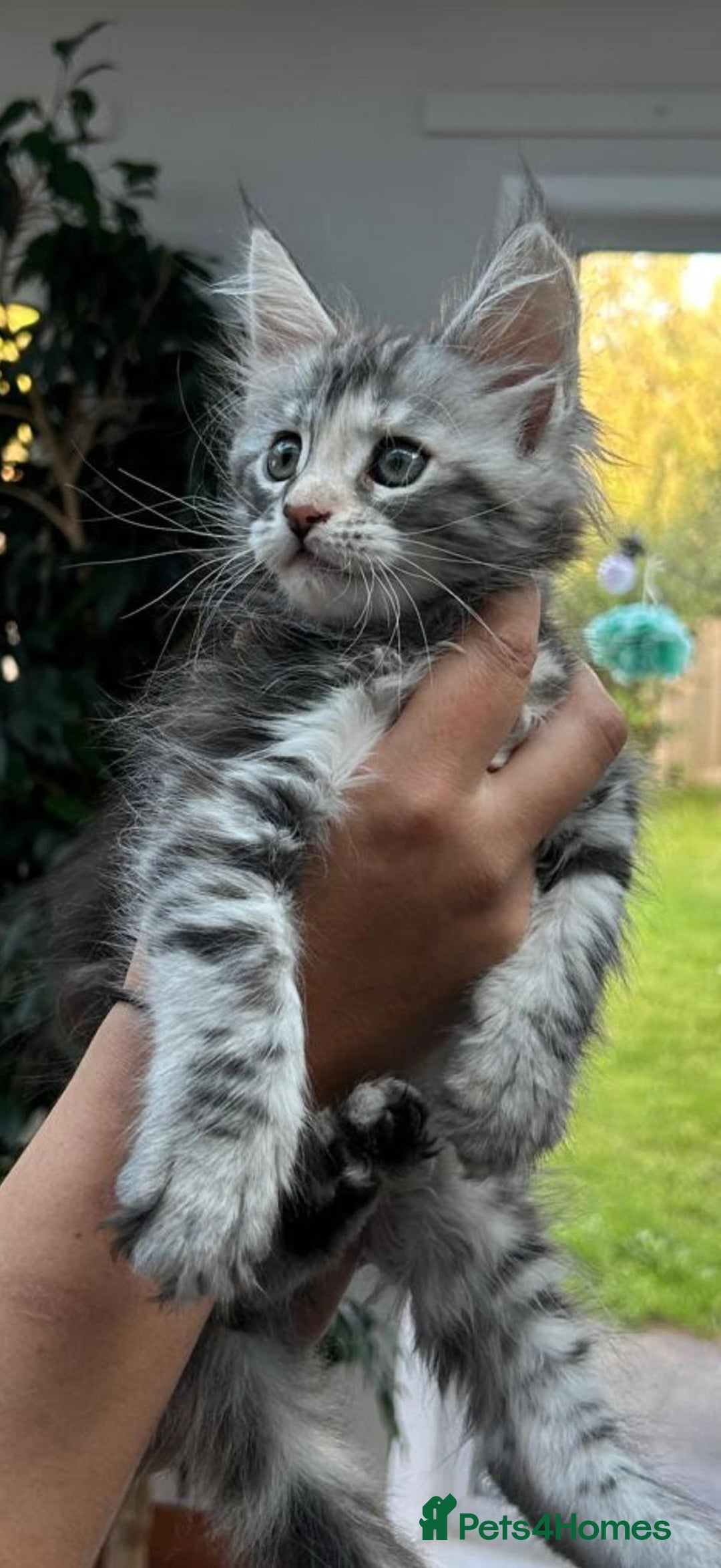 Maine Coon cats for sale: Silver Tortie Tabby Girl Maine Coon Kitten  in Northwich - Image 2